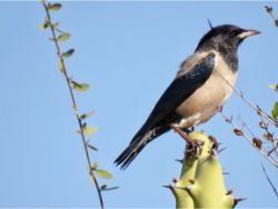 Rosy Starling